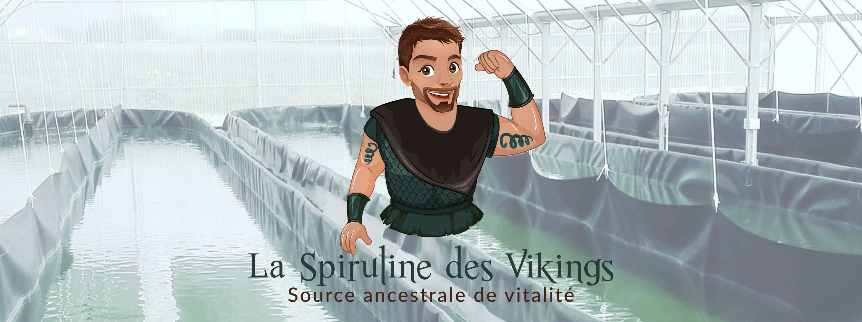 Spiruline des Vikings