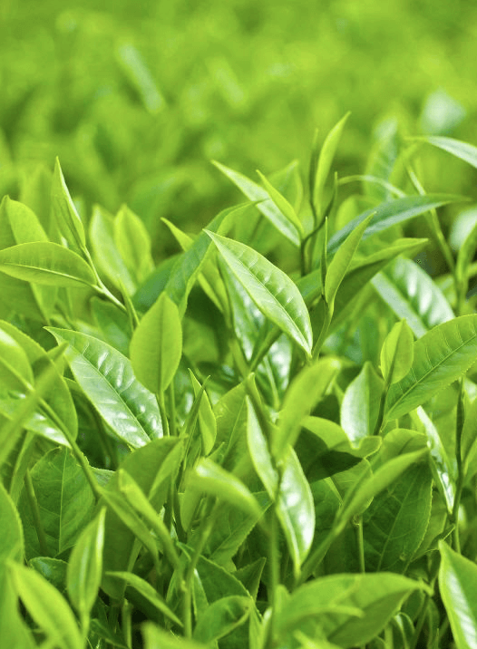 Capture d’écran 2020-05-29 à 17.12.15